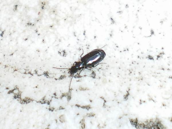 2 mm di Carabidae: Microlestes